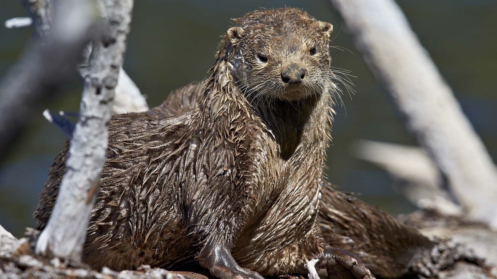 Wyoming otter 8 8 23