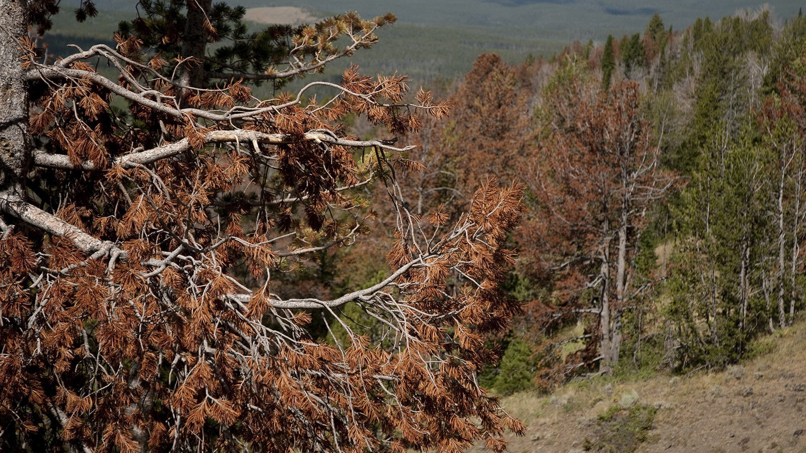 It’s estimated 25% to 35% of Wyoming’s forests are now dominated by “ghost forests” — standing dead timber from beetle epidemics and disease. Researchers say it's time to start paying attention to limber pine before it follows the whitebark into crisis.