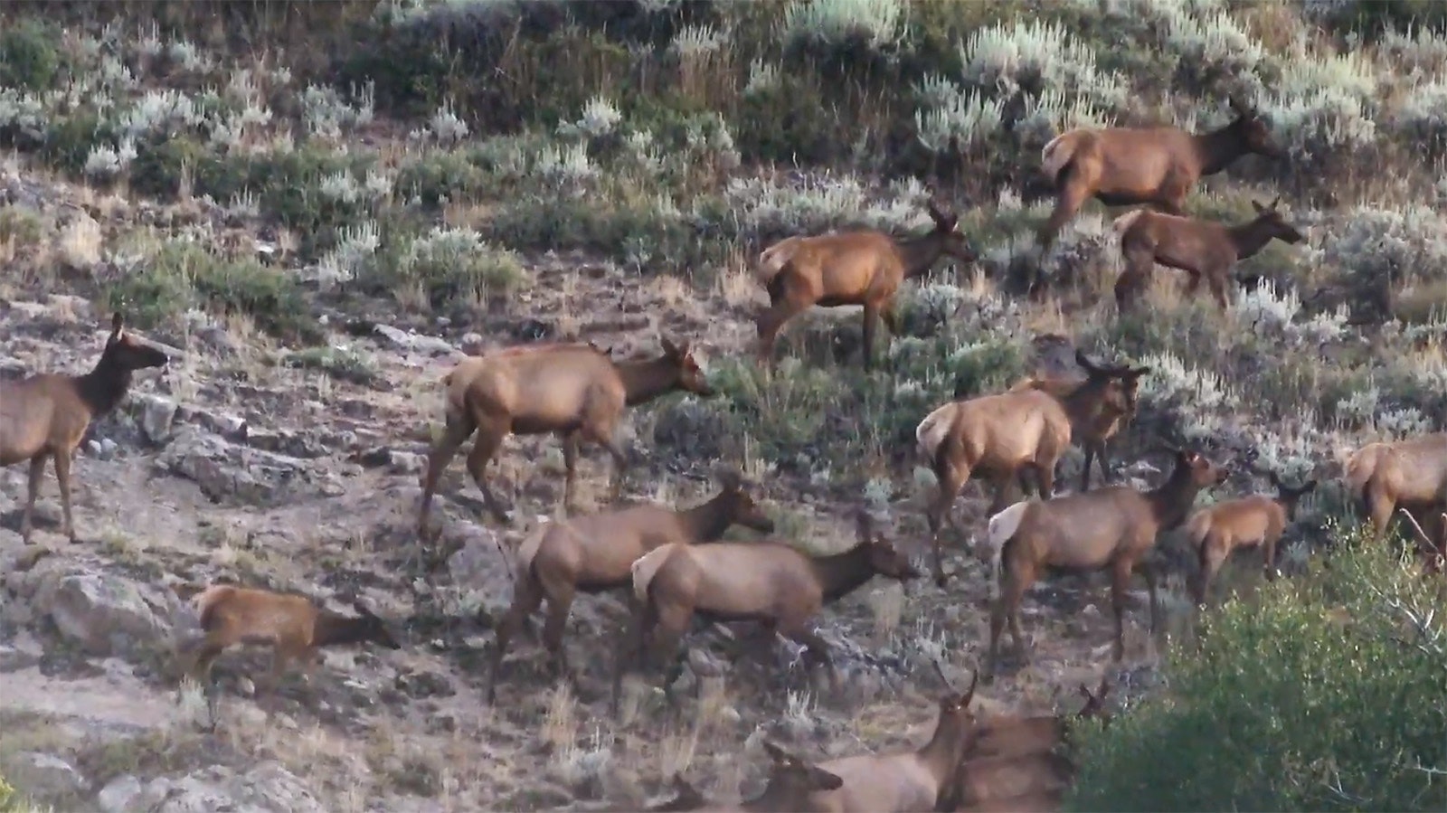 There are elk all over Wyoming, including the state's northeast plains.