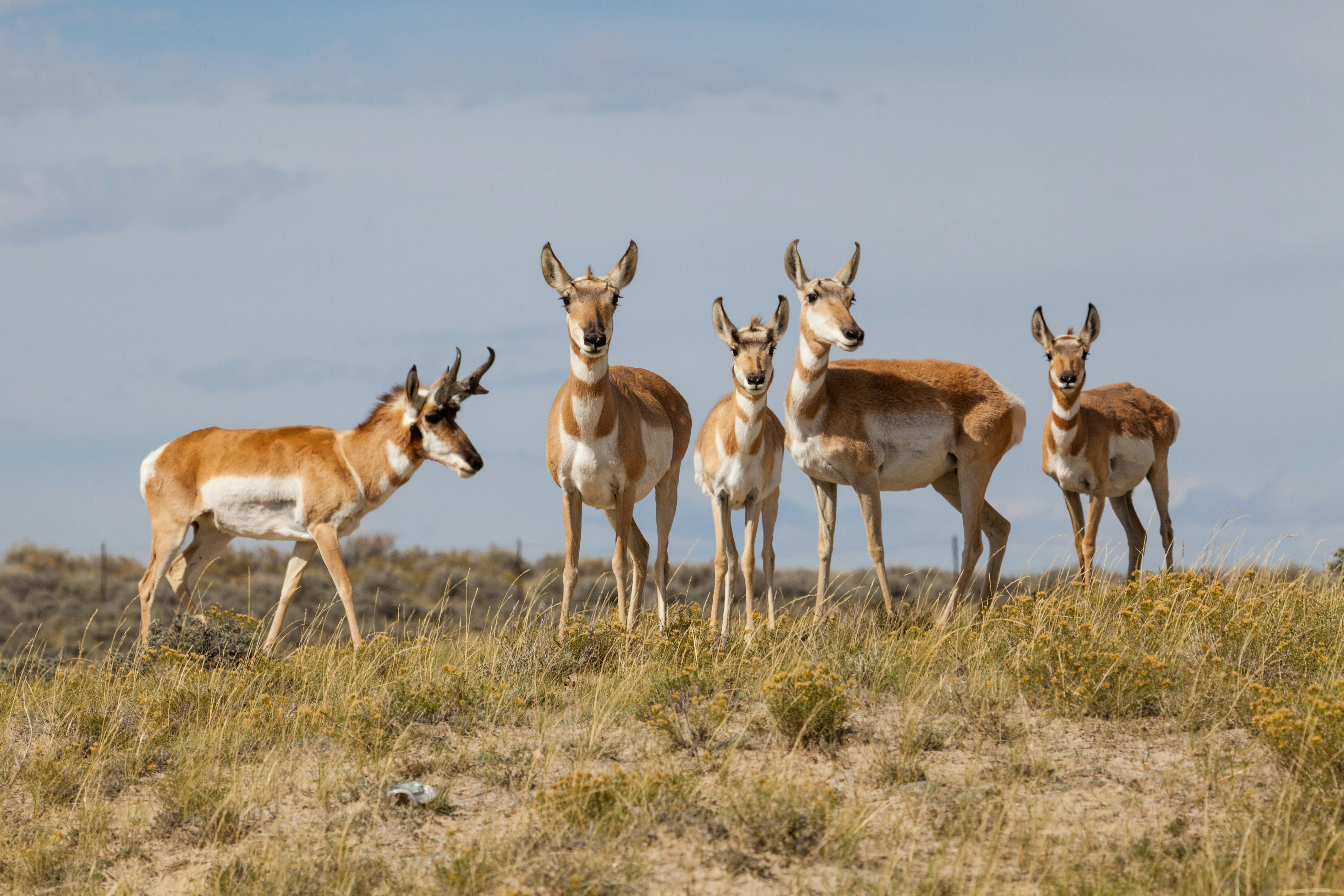 A group of Wyoming pronghorn.