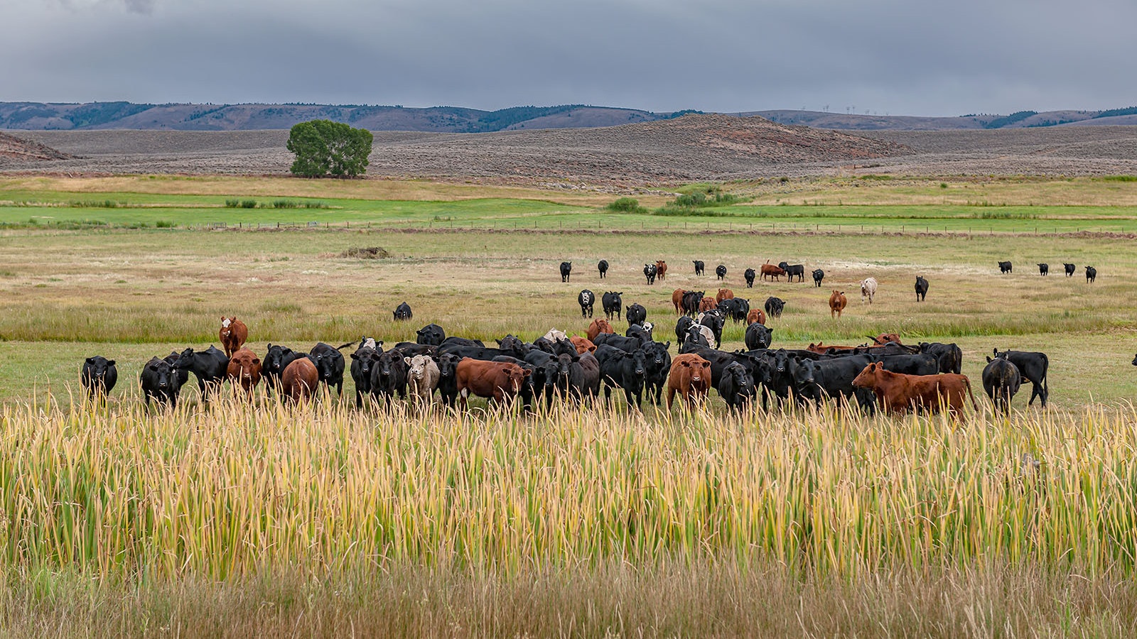 A Wyoming rancher took a University of Colorado professor to task Friday over an assertion that Colorado River resources are drained by agricultural uses.