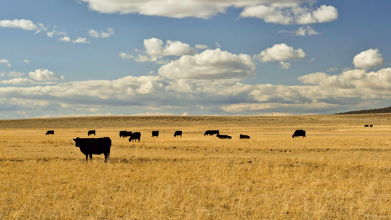 Foreign ownership of U.S. farmland isn't large, but more states are making moves to keep their ag lands owned domestically.