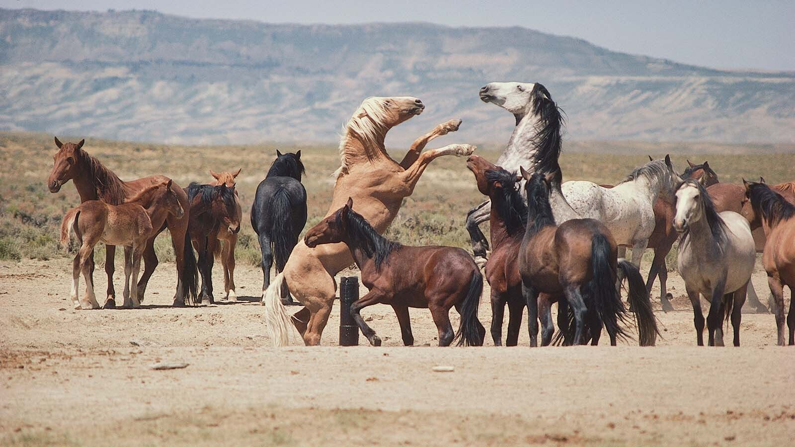 A coalition of conservation and hunting groups claims that holding facilities for mustangs across the West are bursting at the seams. Euthanizing older horses could be a necessary last resort to get things under control.