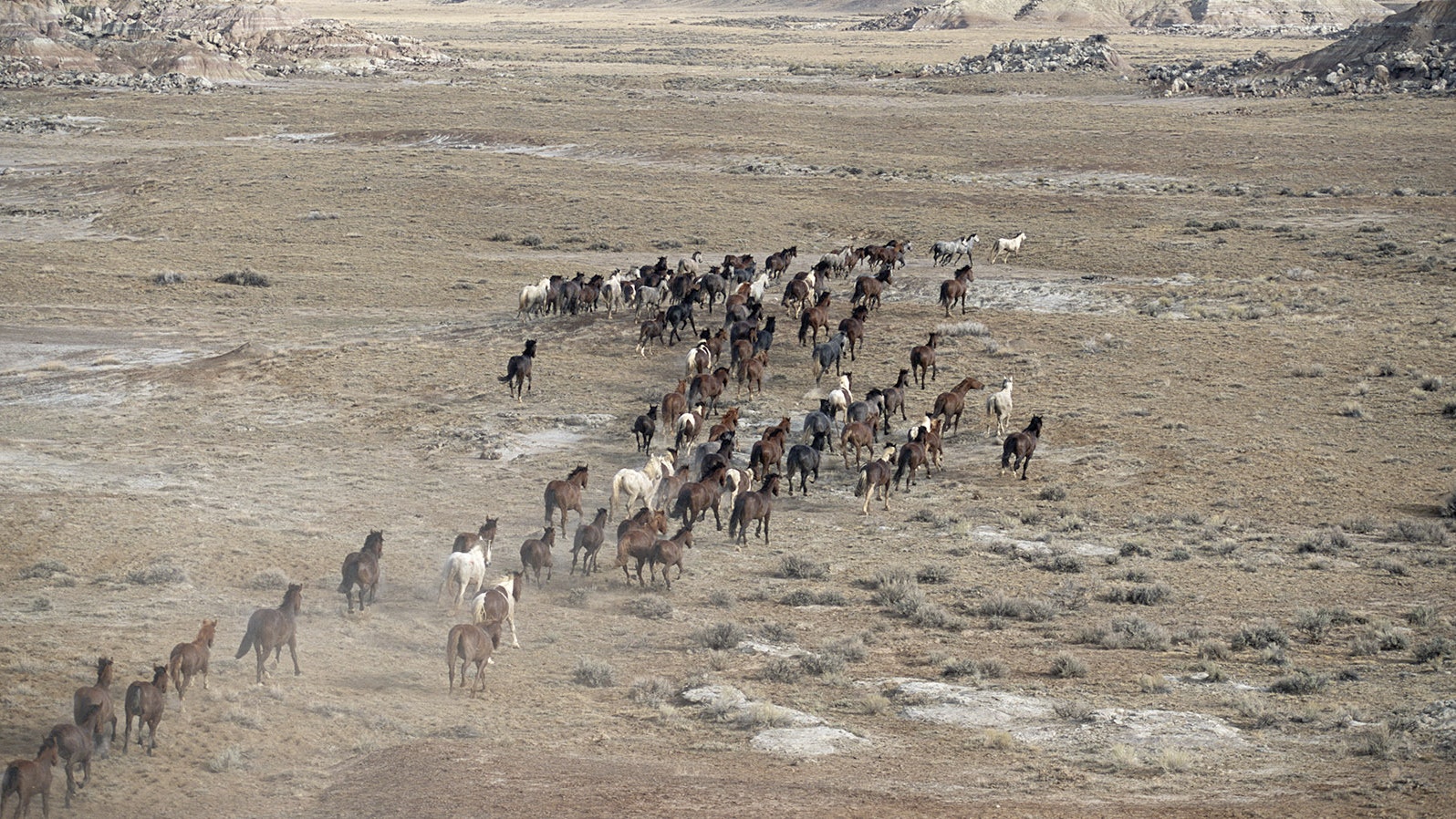 Wyoming wild mustangs 2 6 23