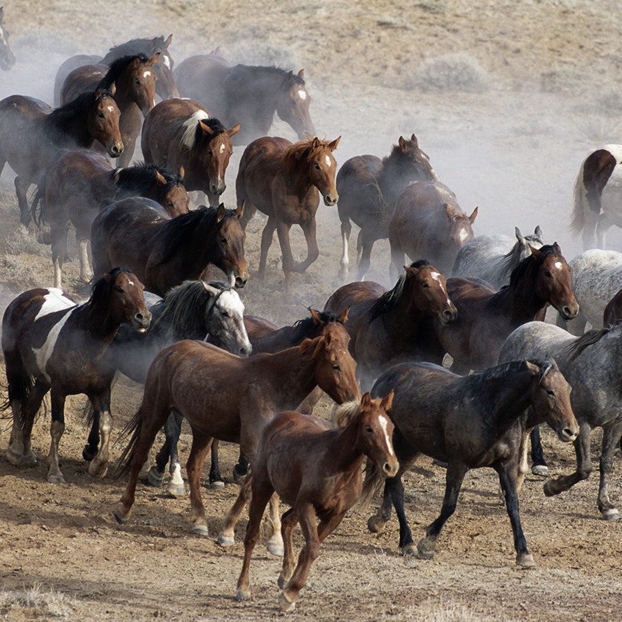 A coalition of wild horse advocates are suing the Bureau of Land Management, claiming Red Desert mustang roundups are cruel and expensive.