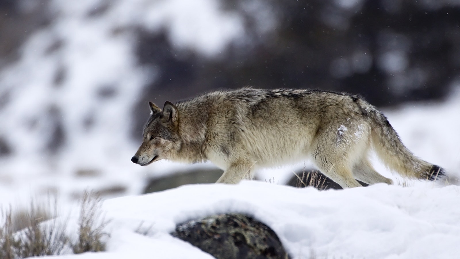 Wyoming wolf 4 5 24