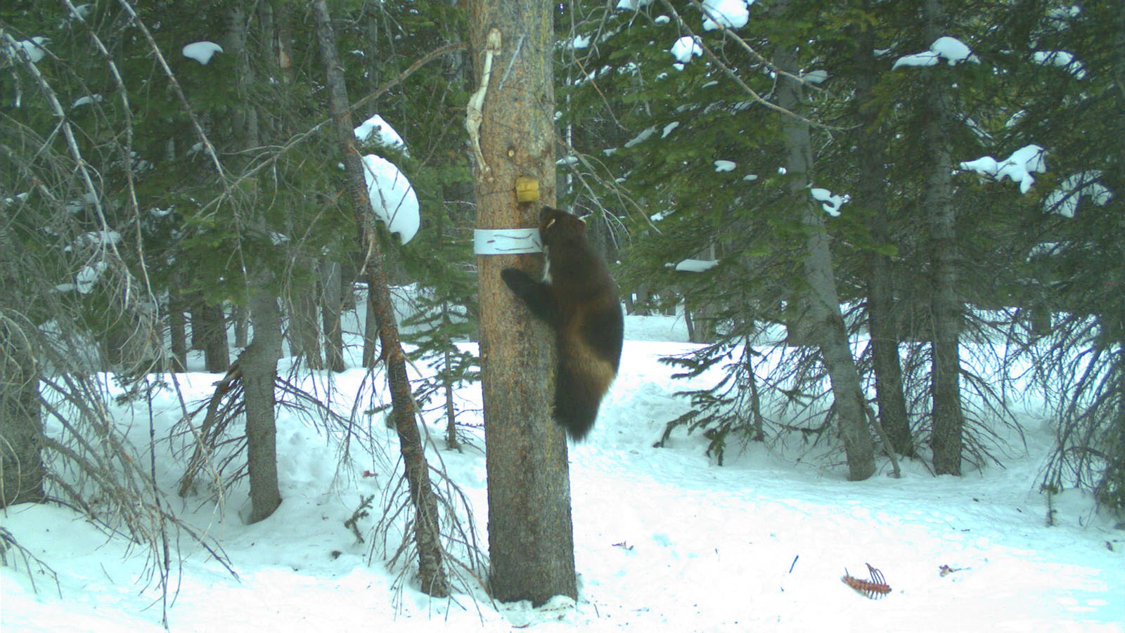 Wyoming’s 15 or so wolverines are so elusive, even some of the biologists who study them have never seen one in the flesh.