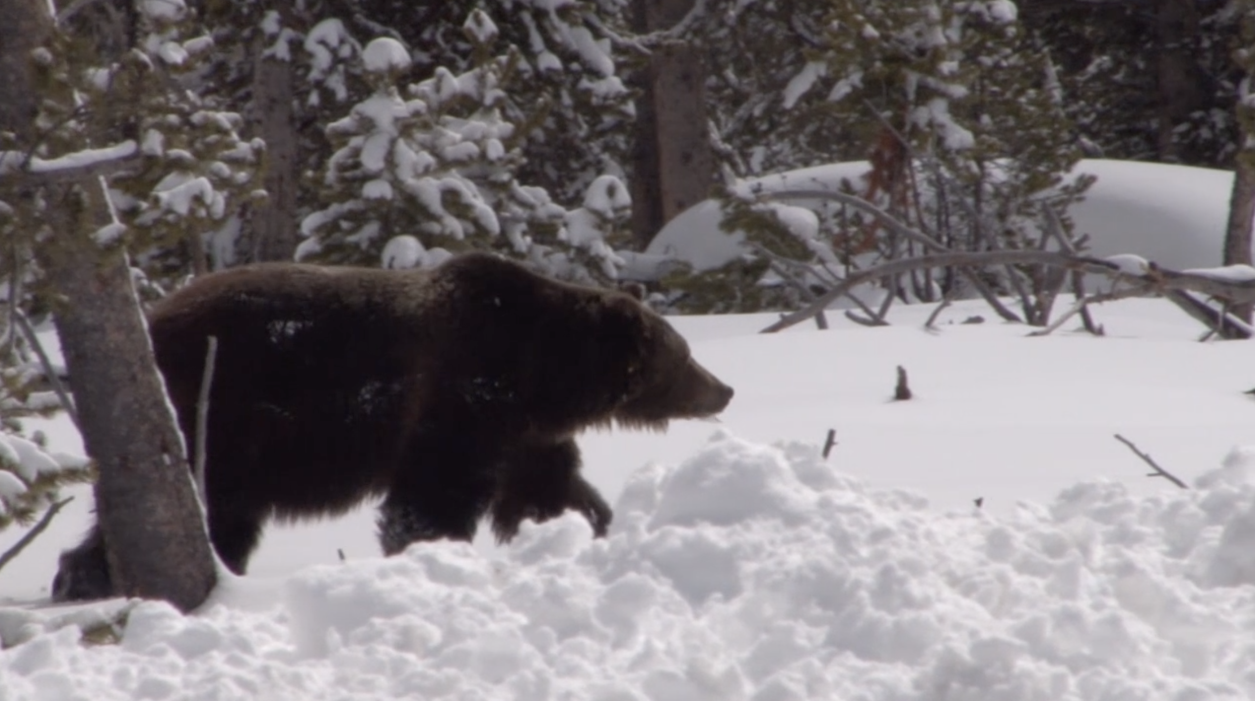 Wyoming Grizzly Bear Hunt Law