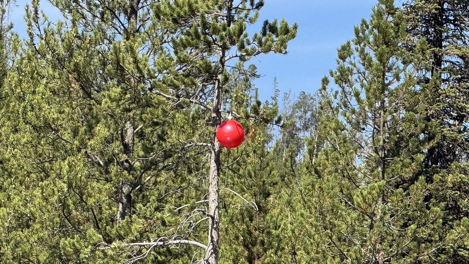 Forget the night before Christmas, Santa hits Yellowstone National Park four months before. Christmas in August was celebrated Monday, and has been an annual tradition in Yellowstone National Park for more than 70 years.