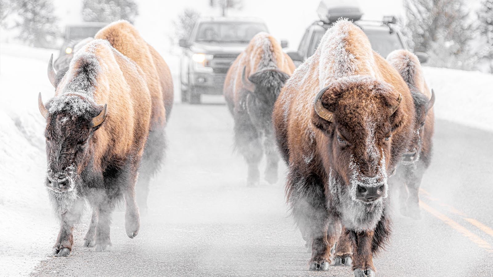 A group of bison hold up traffic on a cold day in Yellowstone National Park.