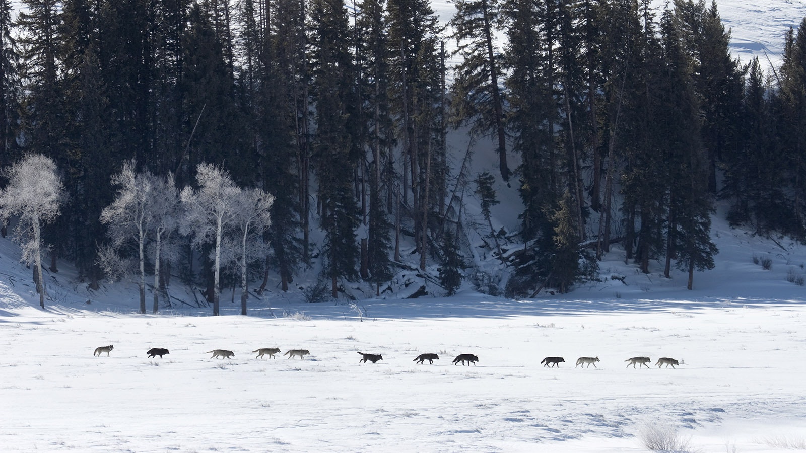 Twelve of the 15 members of the Druid Wolf Pack trot by in a line on a sunny winter day with aspen and pine trees in the background in the Lamar Valley of Yellowstone National Park on Feb. 14, 2008.