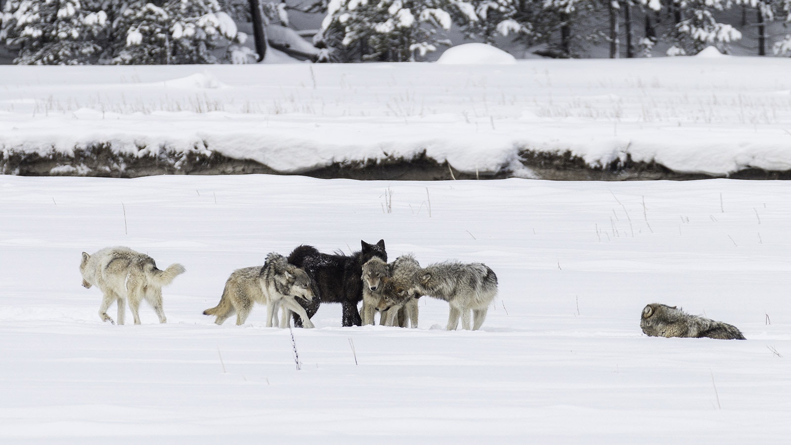 Wapiti Lake wolves greet each other after a morning meal of bison in Yellowstone National Park in this undated photo.