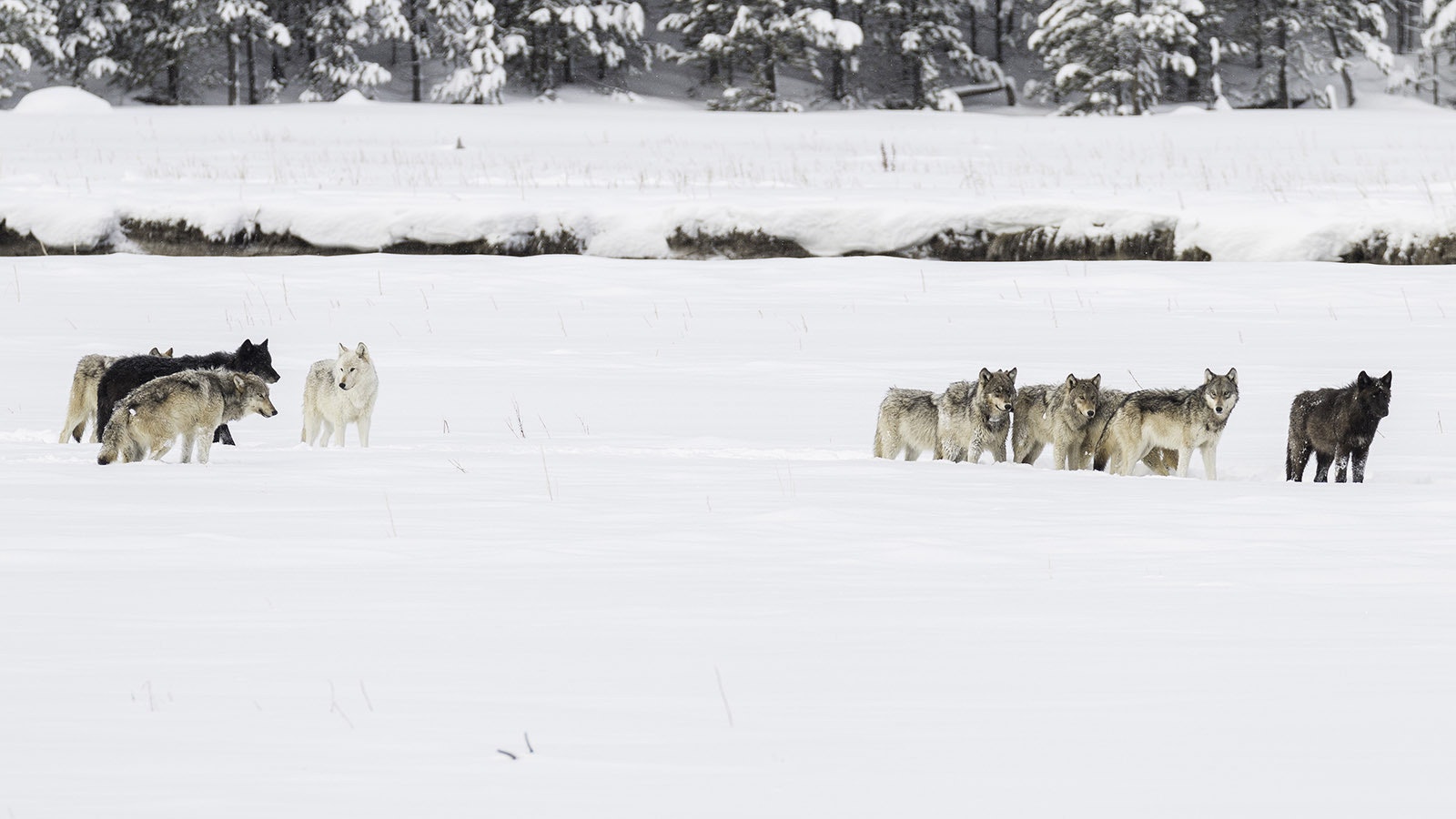 Wapiti Lake wolf pack in Yellowstone National Park in this undated photo.