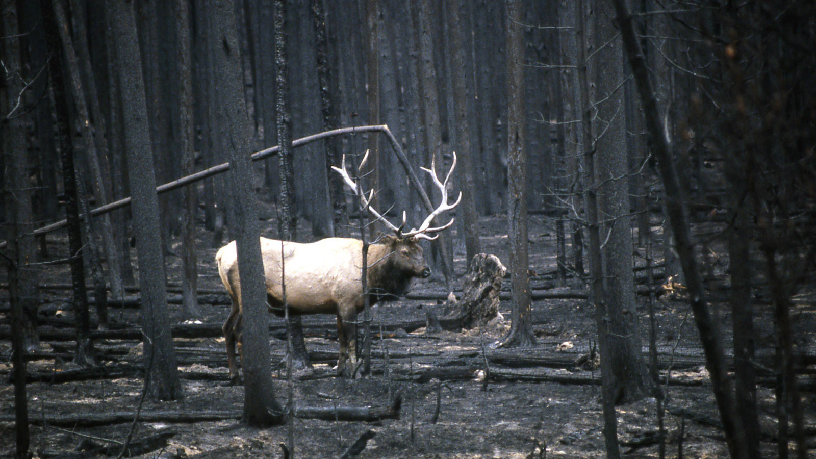 A lone bull elk in a forest devastated by wildfire in Yellowstone National Park in 1988.
