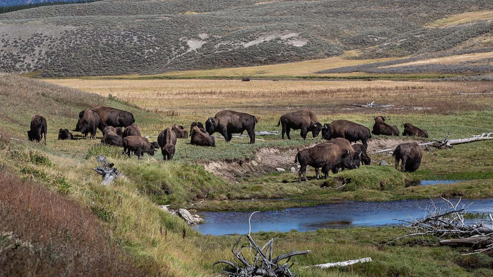A herd of bison moves across a road in Yellowstone National Park. Visitors come from around the globe to see the unique American animals.