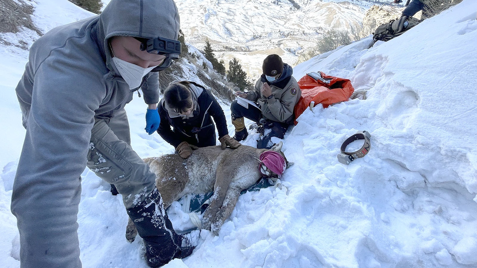 Wildlife biologists examine a mountain lion during research into the interactions between mountain lions and wolves in Yellowstone National Park.