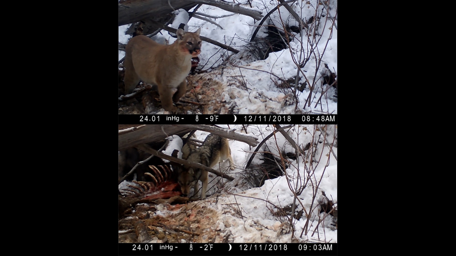 Wildlife researchers discovered that wolves frequently raid mountain lion kills in Yellowstone National Park.