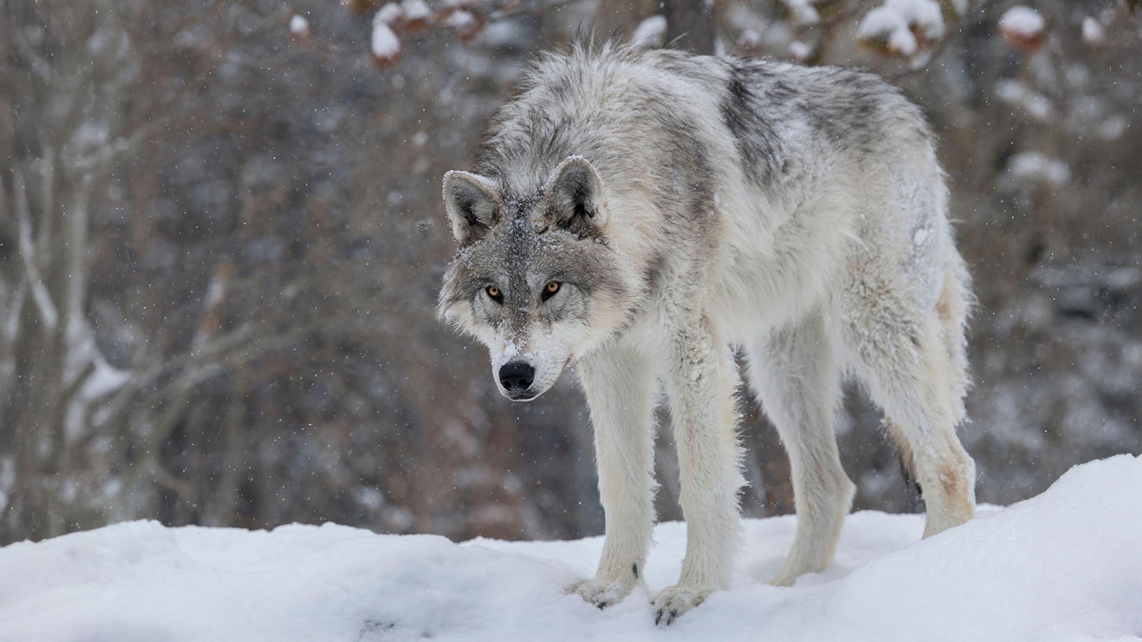 A gray wolf in Yellowstone National Park.