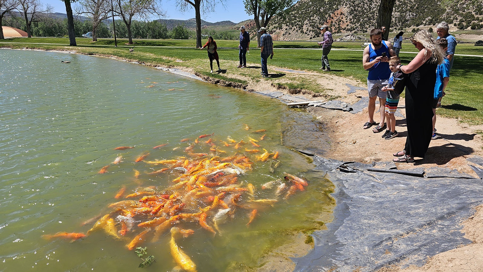 Feeding the gold fish at Hot Springs State Park in Thermopolis.
