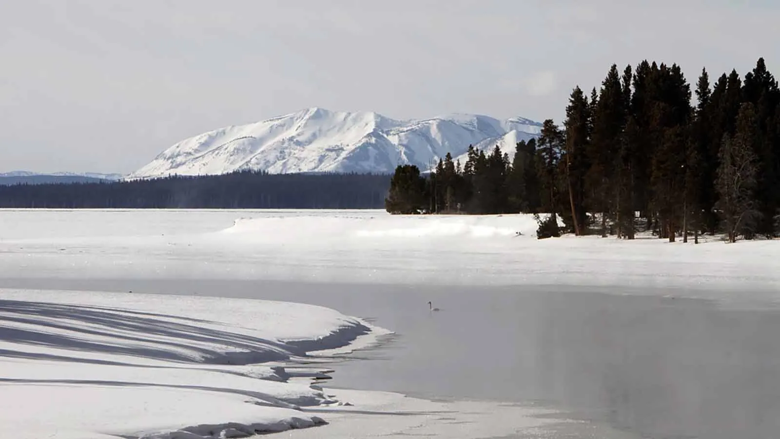 If you take a snowmobile or snowcoach to Yellowstone Lake in winter, you might just be fortunate enough to hear an eerie symphony emanating from its icy waters. Lifelong Yellowstone employee Jeff Henry describes it as "mysterious, magical and moving."