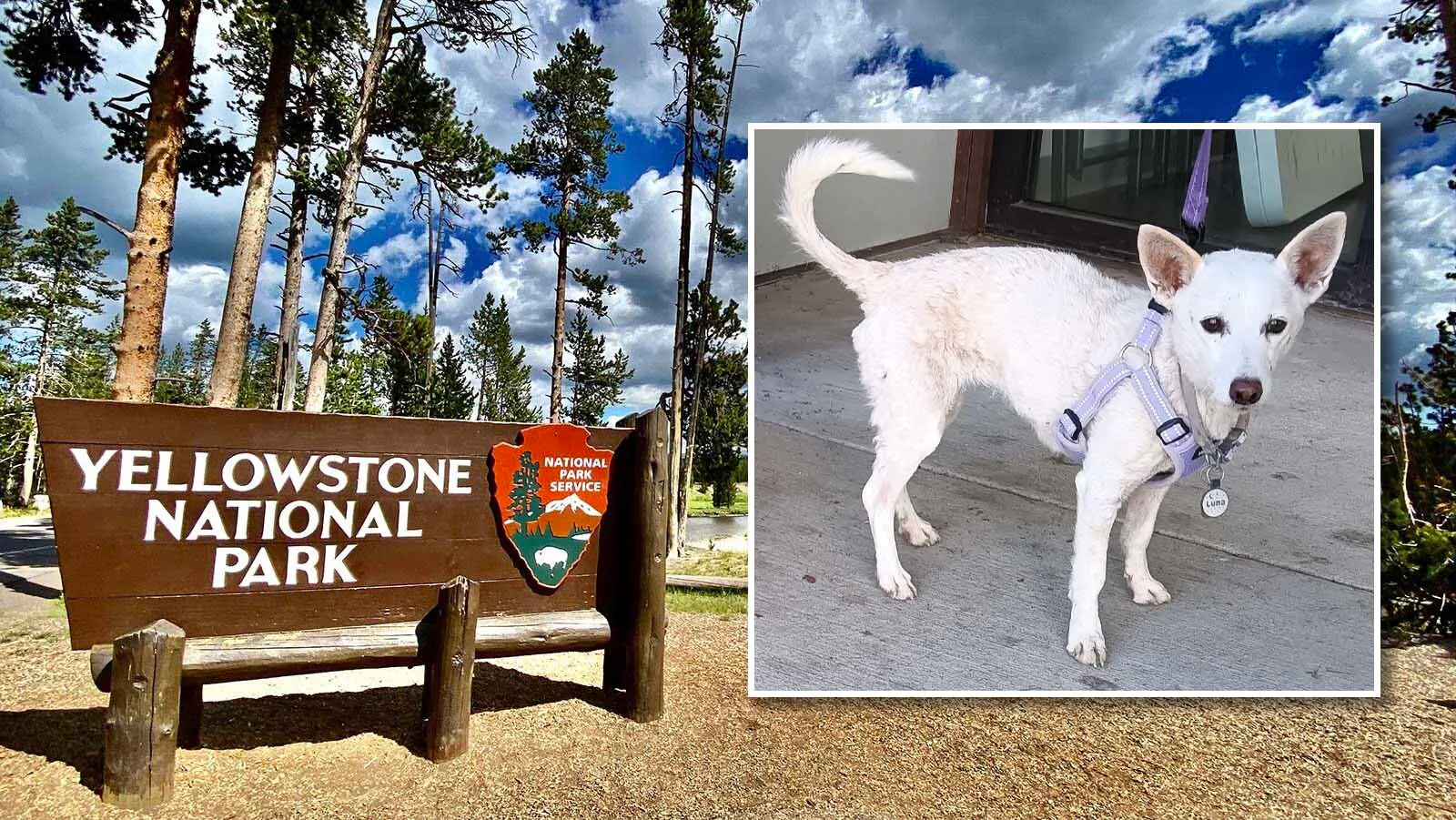 The moment Luna’s owners and rescuers found her in a Missy trap on Wednesday, Oct. 14, 2026, after 34 days on the loose in Yellowstone National Park.
