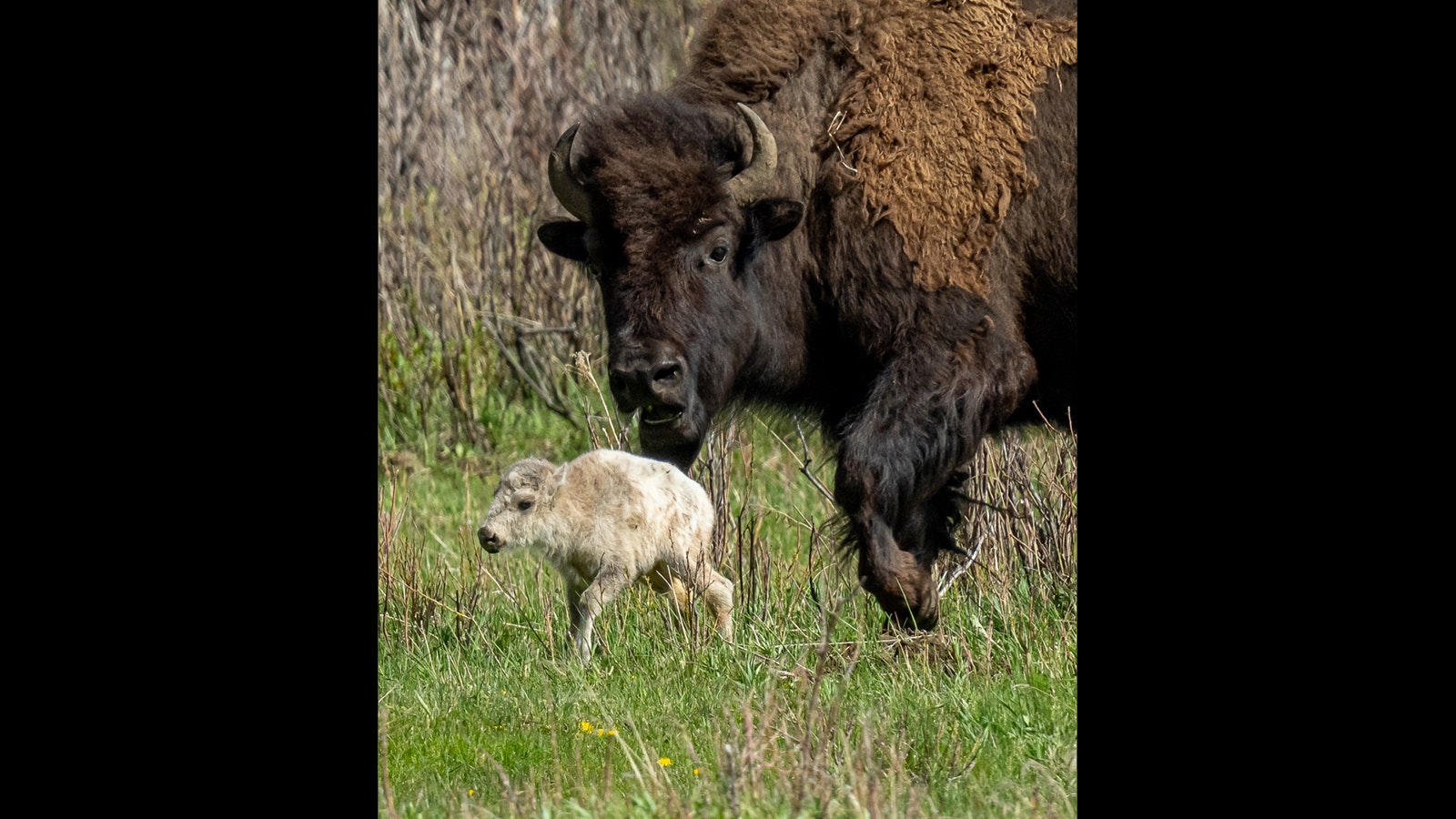 This white bison calf was born Tuesday afternoon in Yellowstone National Park.