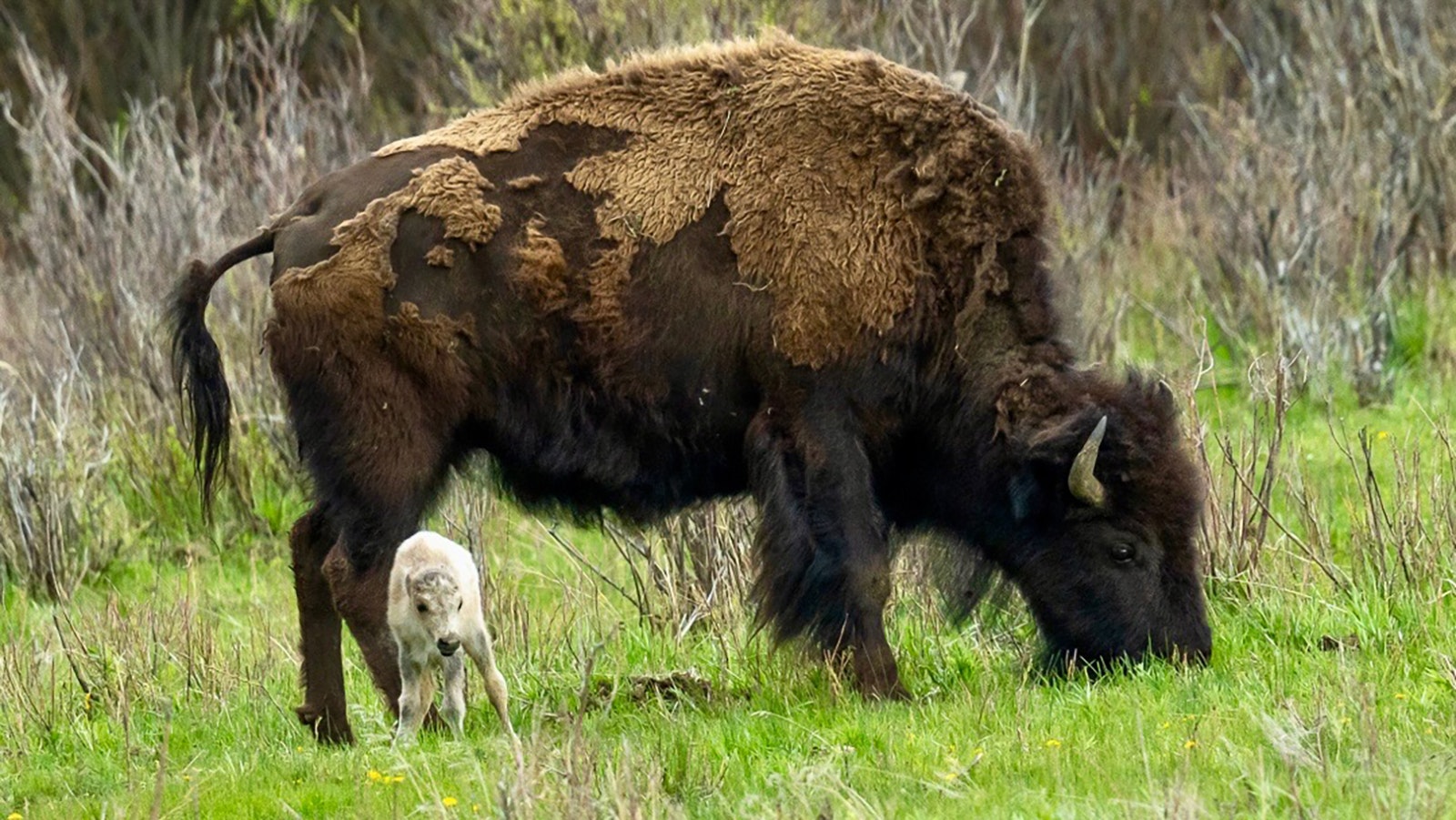 This white bison calf was born Tuesday afternoon in Yellowstone National Park.