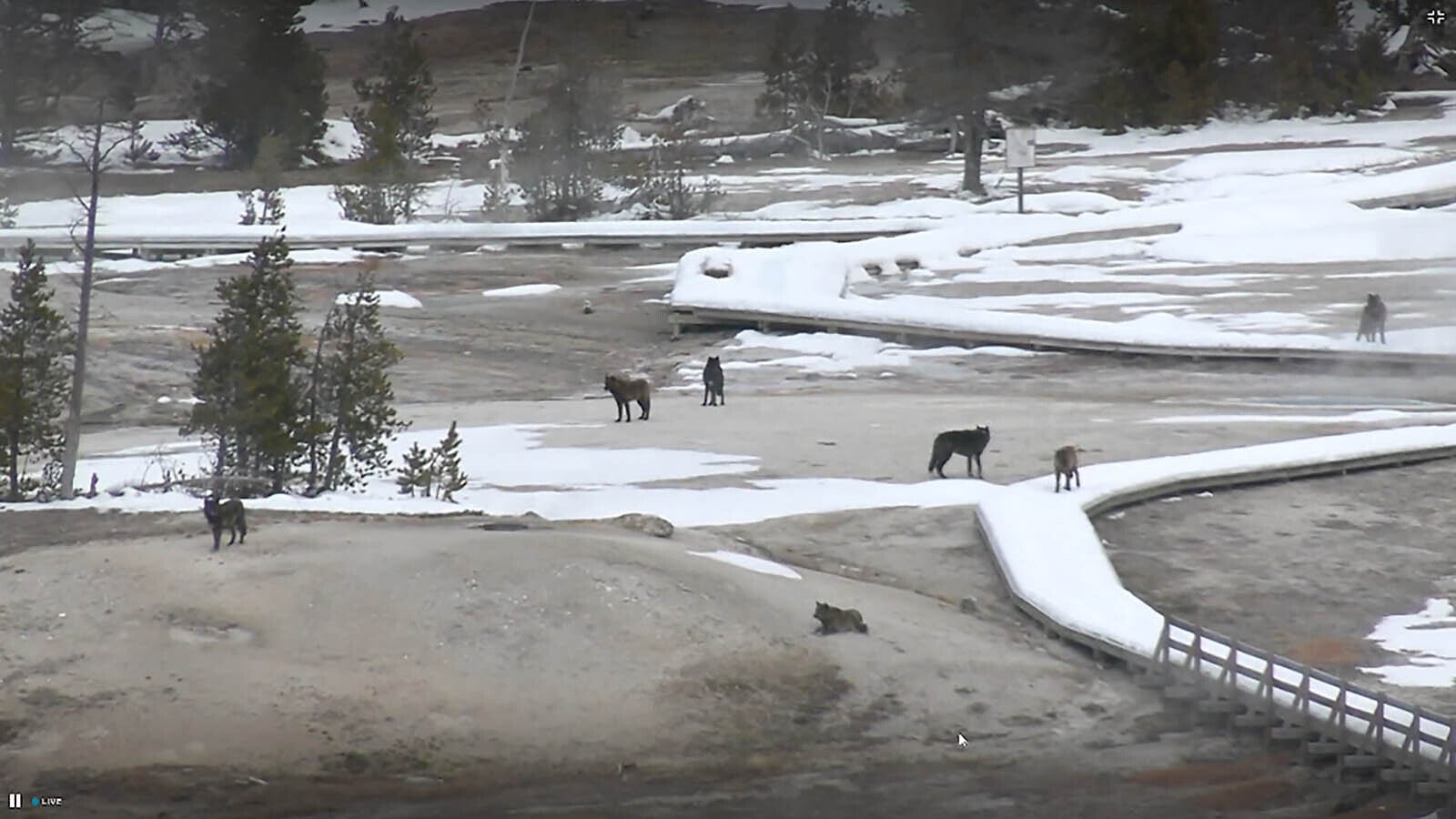 Yellowstone Wolves 1 2 22 24