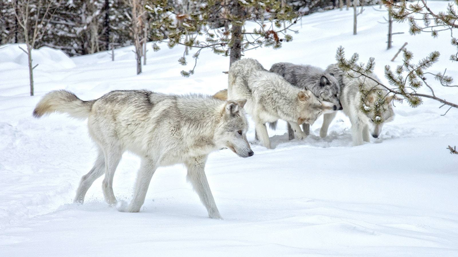 Yellowstone Wolves 3 18 24