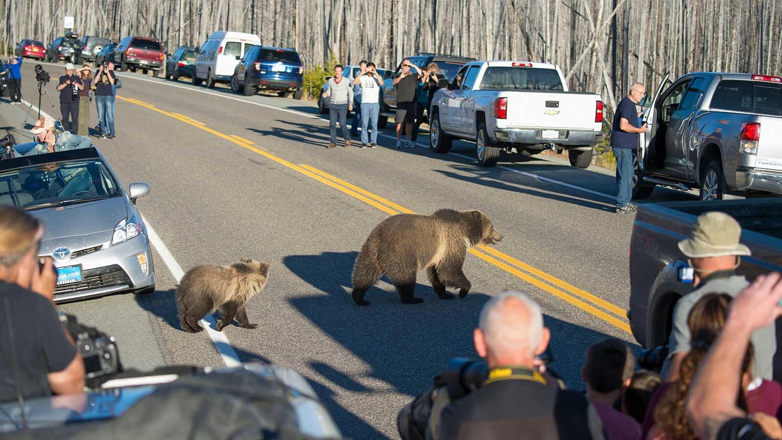 Opponents of a smartphone app that pings the location of animals in Yellowstone say it will ratchet up the intensity of wildlife mobs. “Yellowstone’s not a zoo,” says a photographer. "We don’t want to know that you can ‘drive 1.5 miles down the road, take a left and see an elk.’"