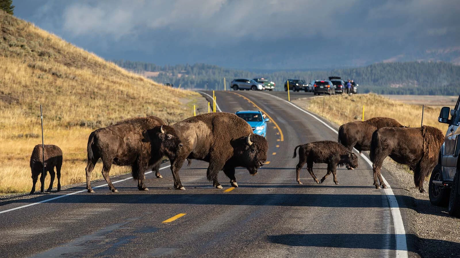 A herd of bison moves across a road in Yellowstone National Park. Visitors come from around the globe to see the unique American animals.