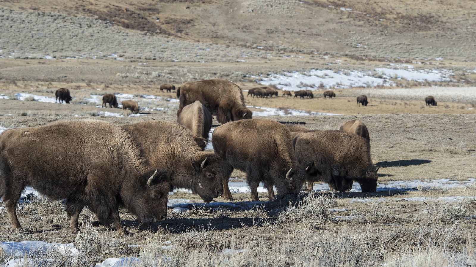 Bison in Yellowstone National Park