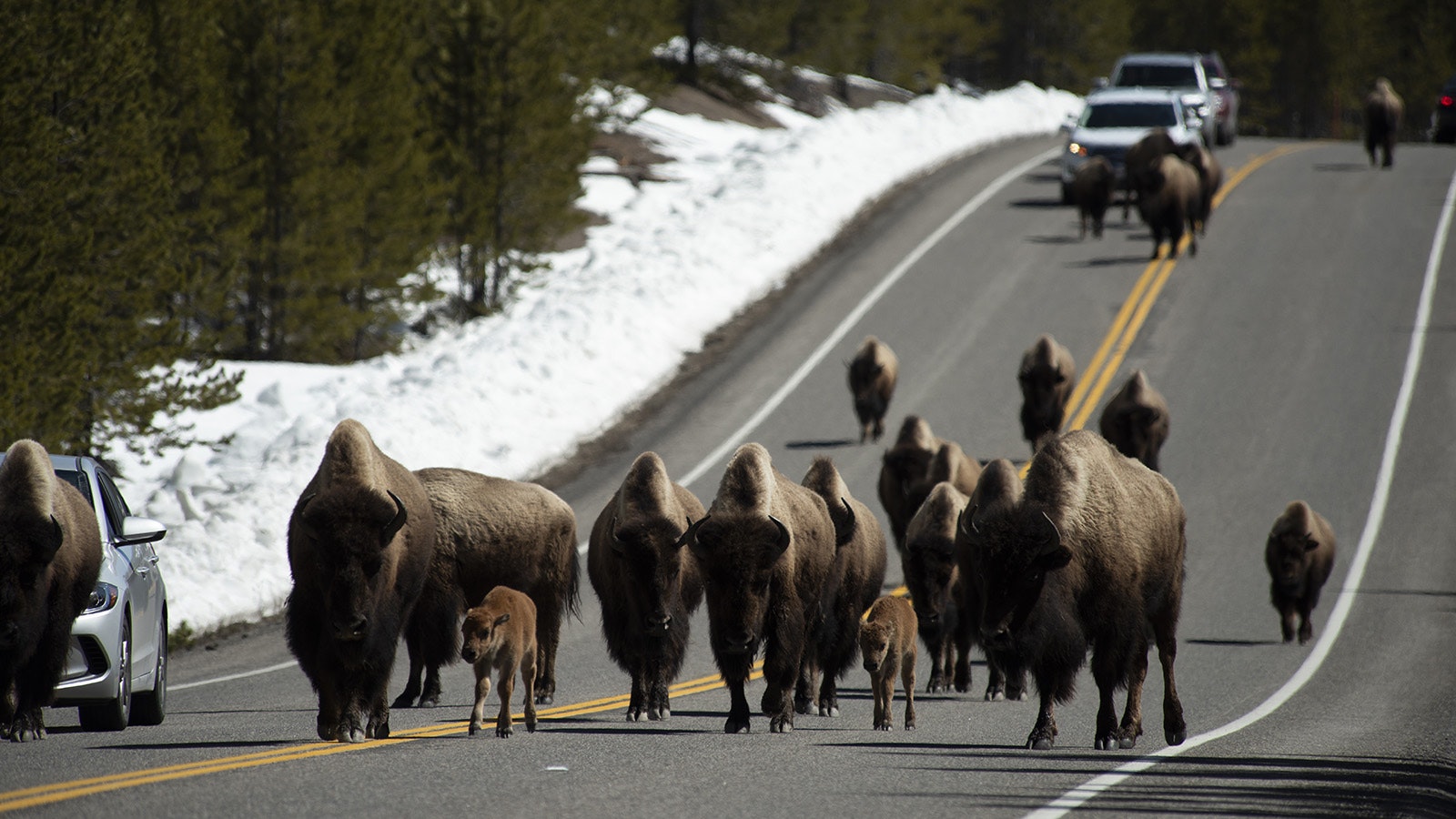 Bison in Yellowstone National Park