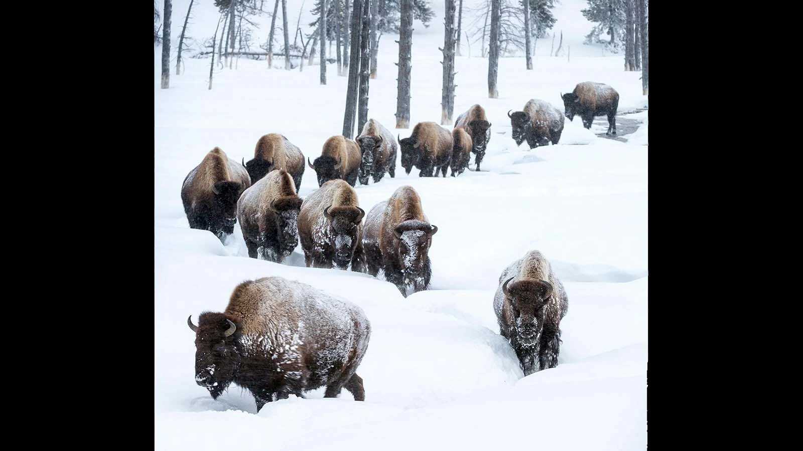 A herd of bison moves across a road in Yellowstone National Park. Visitors come from around the globe to see the unique American animals.