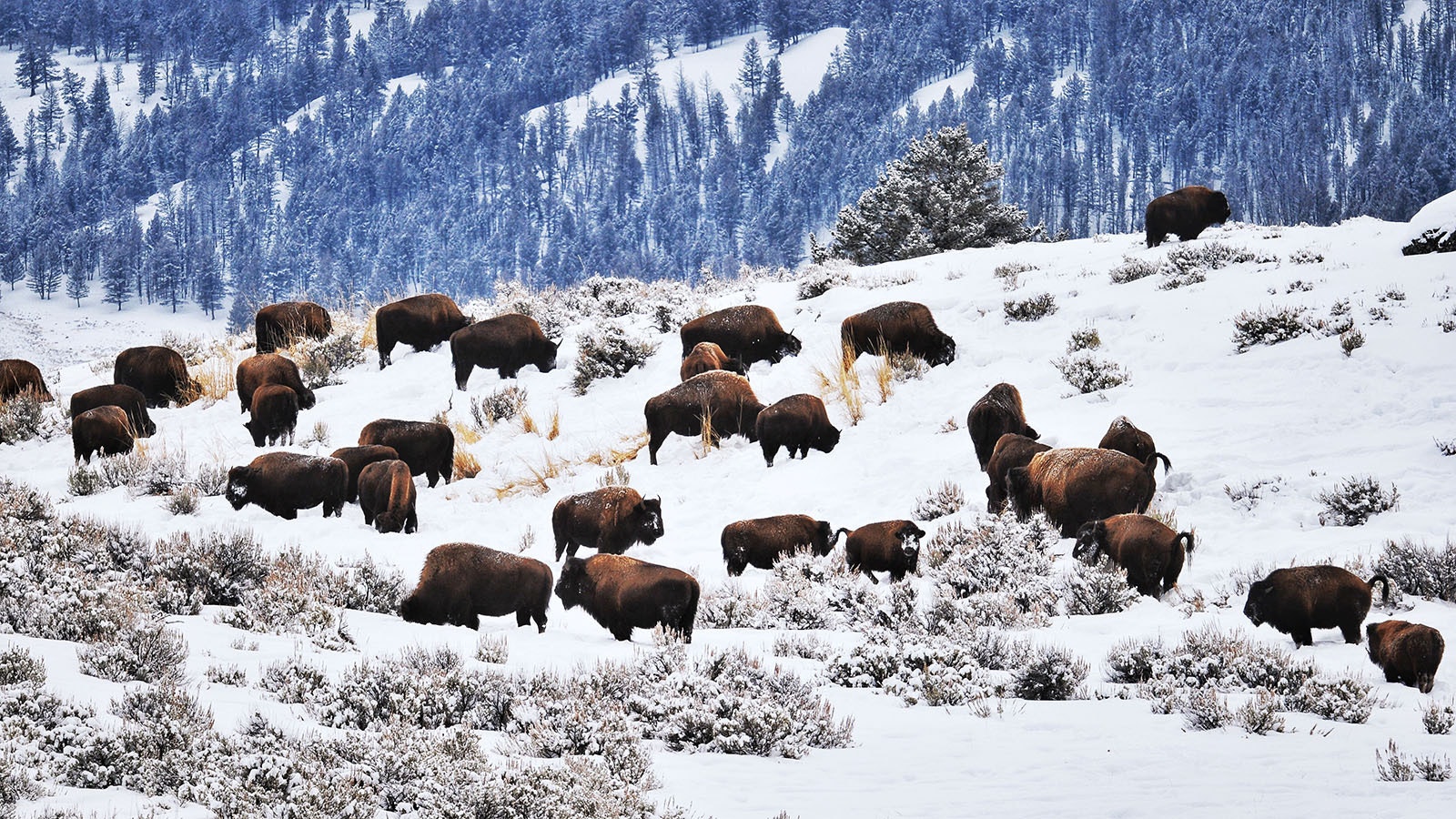 A group of self-described tree-hugging hunters are trying to influence a lawsuit between the state of Montana and Yellowstone National Park about how bison are managed.