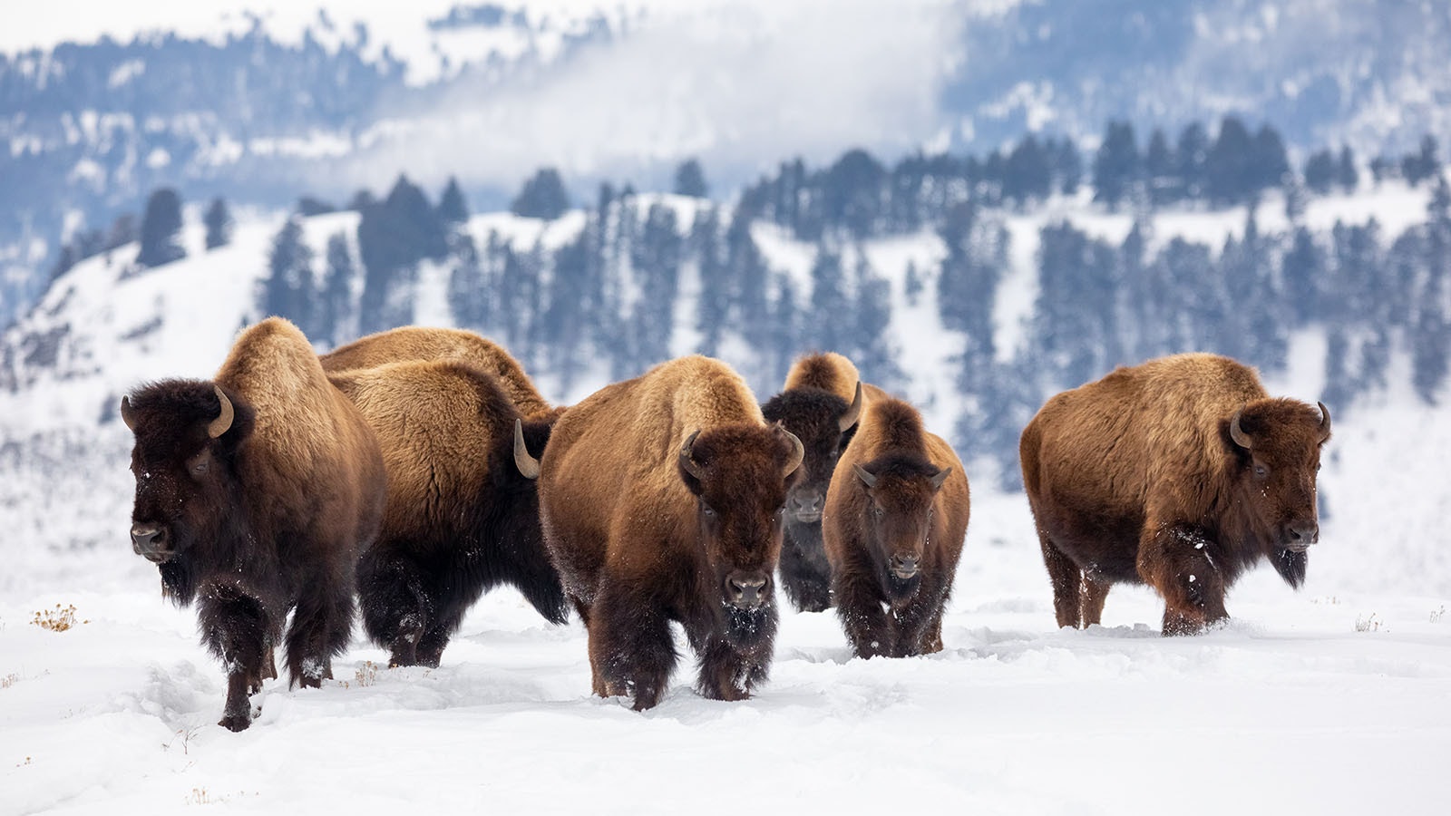 A group of self-described tree-hugging hunters are trying to influence a lawsuit between the state of Montana and Yellowstone National Park about how bison are managed.