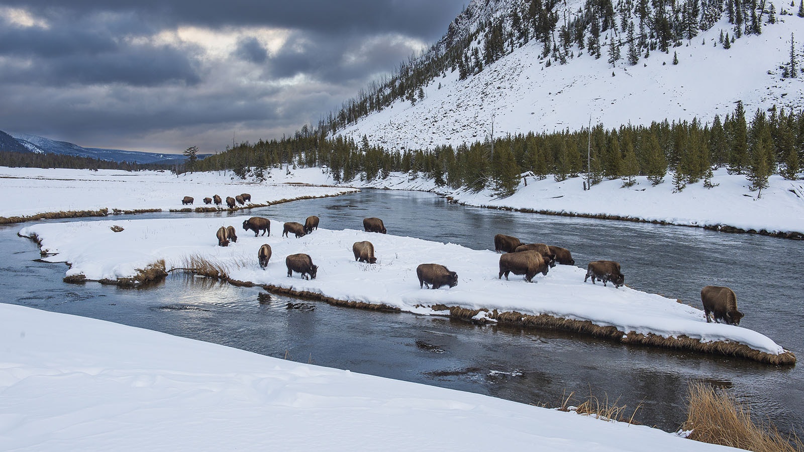 A group of self-described tree-hugging hunters are trying to influence a lawsuit between the state of Montana and Yellowstone National Park about how bison are managed.