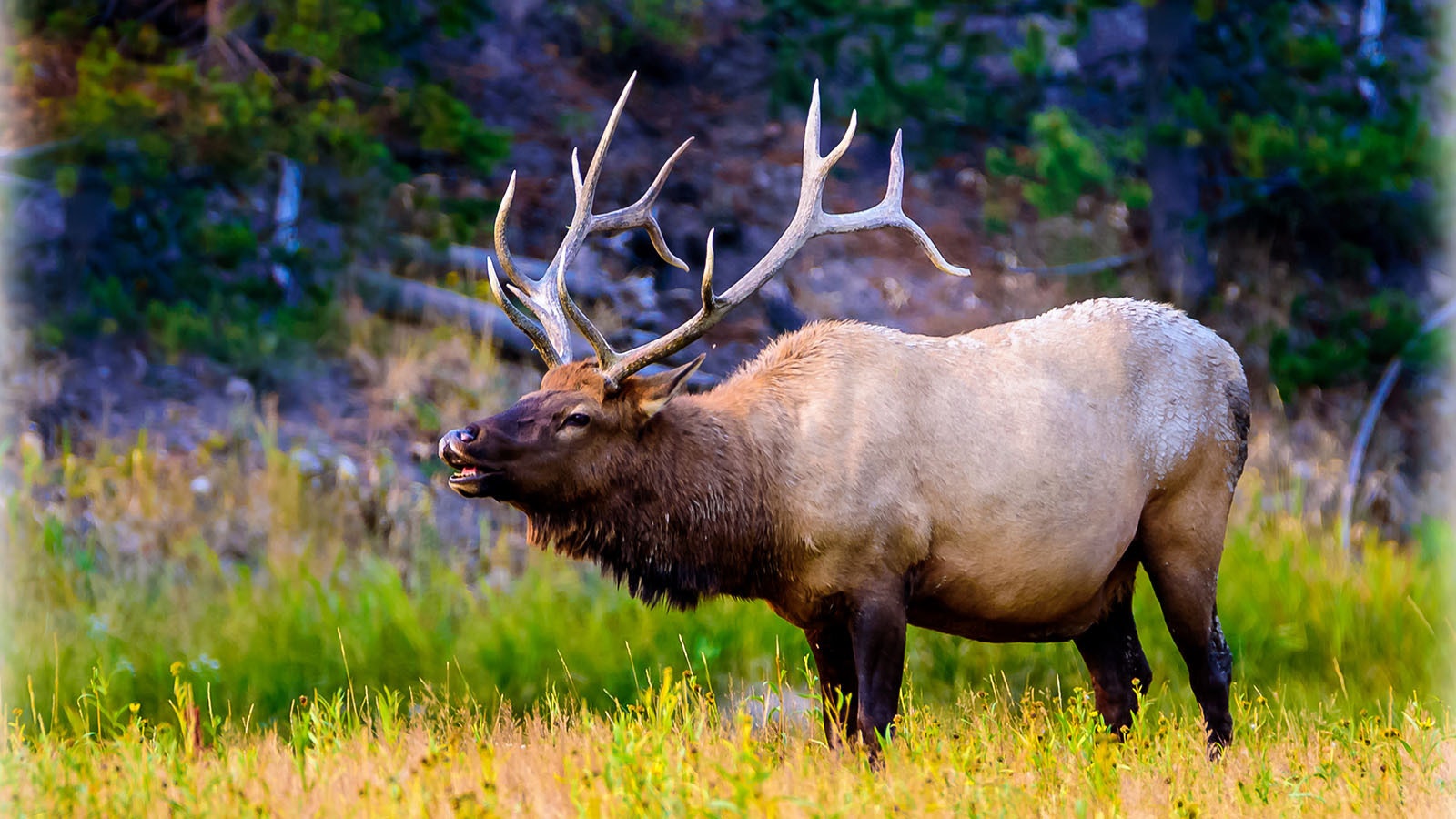 Yellowstone elk 7 11 23