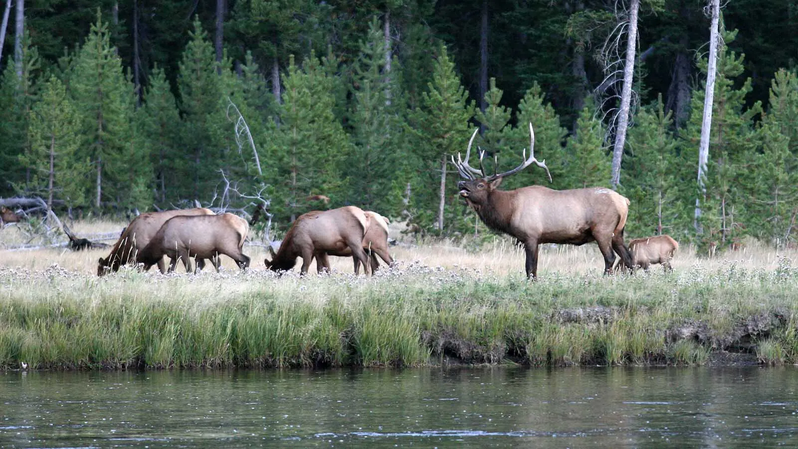 Trump Moves To Open National Parks, Other Federal Lands, To More HuntingMark HeinzMay 11, 2026