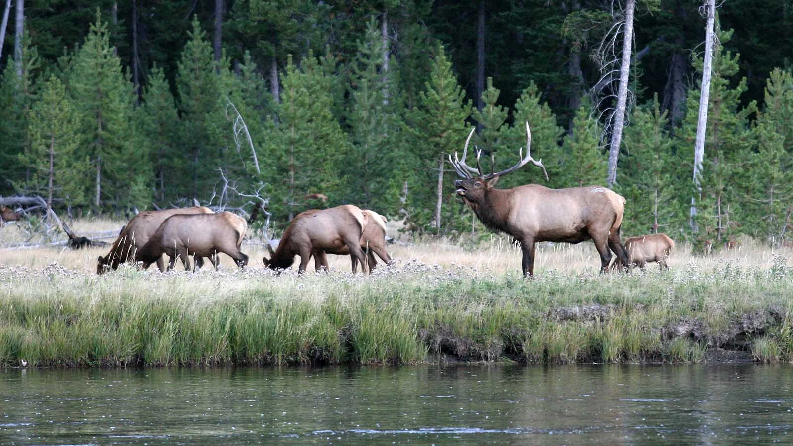 Yellowstone elk Getty Images 147018311 5 11 26