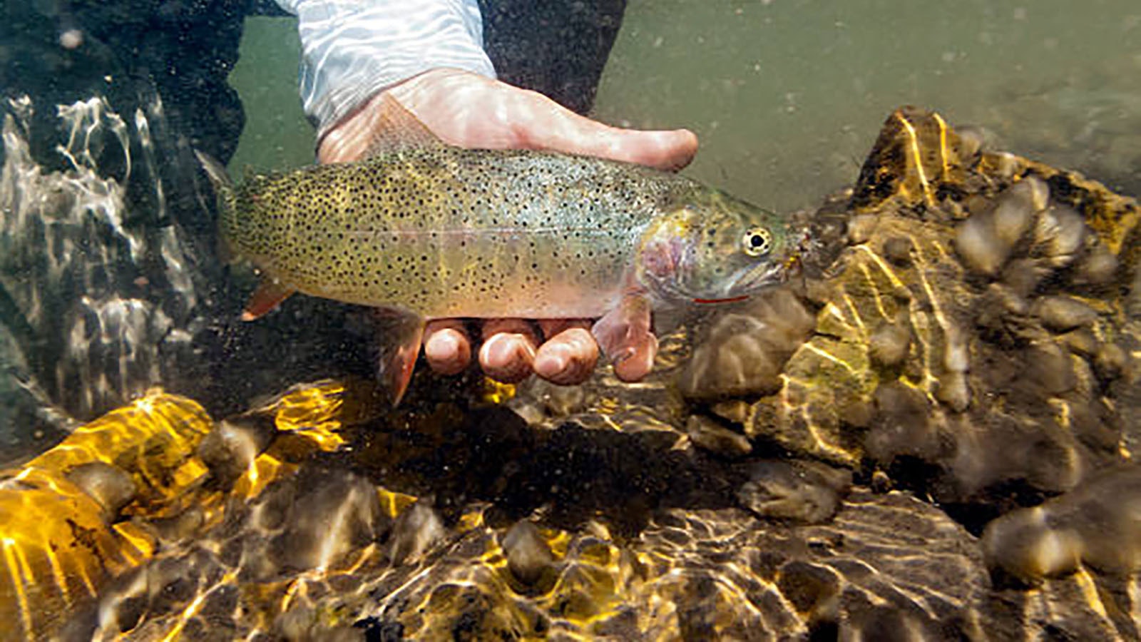 Yellowstone cutthroat trout have struggled in their native waters. The Forest Service is considering killing all the rainbow trout in a popular wilderness creek to give the cutthroats and edge.