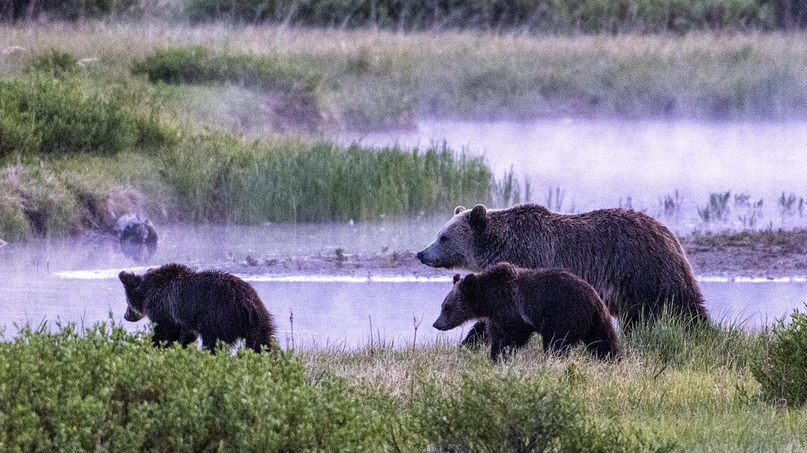 Many wildlife experts and advocates say you can’t put a price on Yellowstone’s famous grizzly bears, that they’re “priceless.” A new study says they’re actually worth about $50,000 each a year to the park.