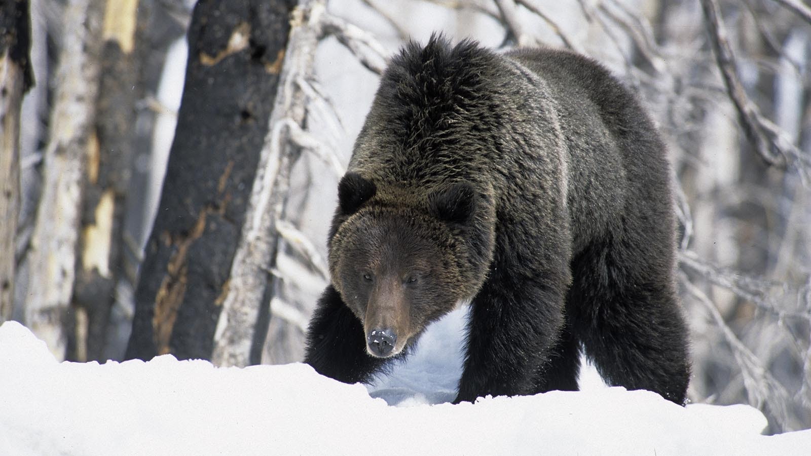 Delisting grizzlies could be imminent, hunting advocates say, as the U.S. Fish and Wildlife Service considers regulations for bear hunting. They say pushing the deadline for the agency's decision on bears to December could be a step toward delisting.