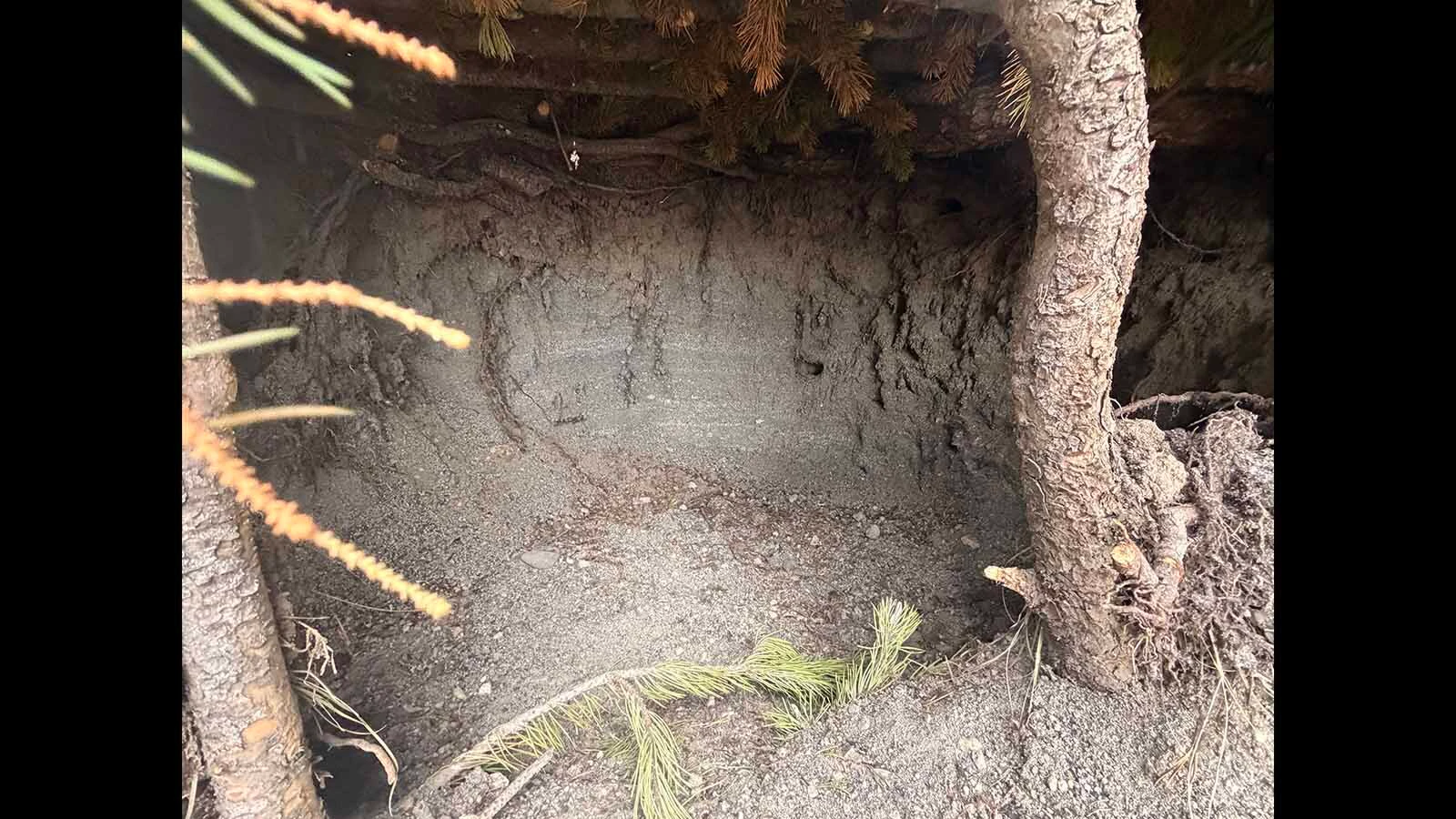 Christy Risley of Spokane, Washington, was walking around Grant Village with her dog when she found a sizable — and illegal — "Hobbit hole" dug into the side of a sandy hill along Yellowstone Lake.