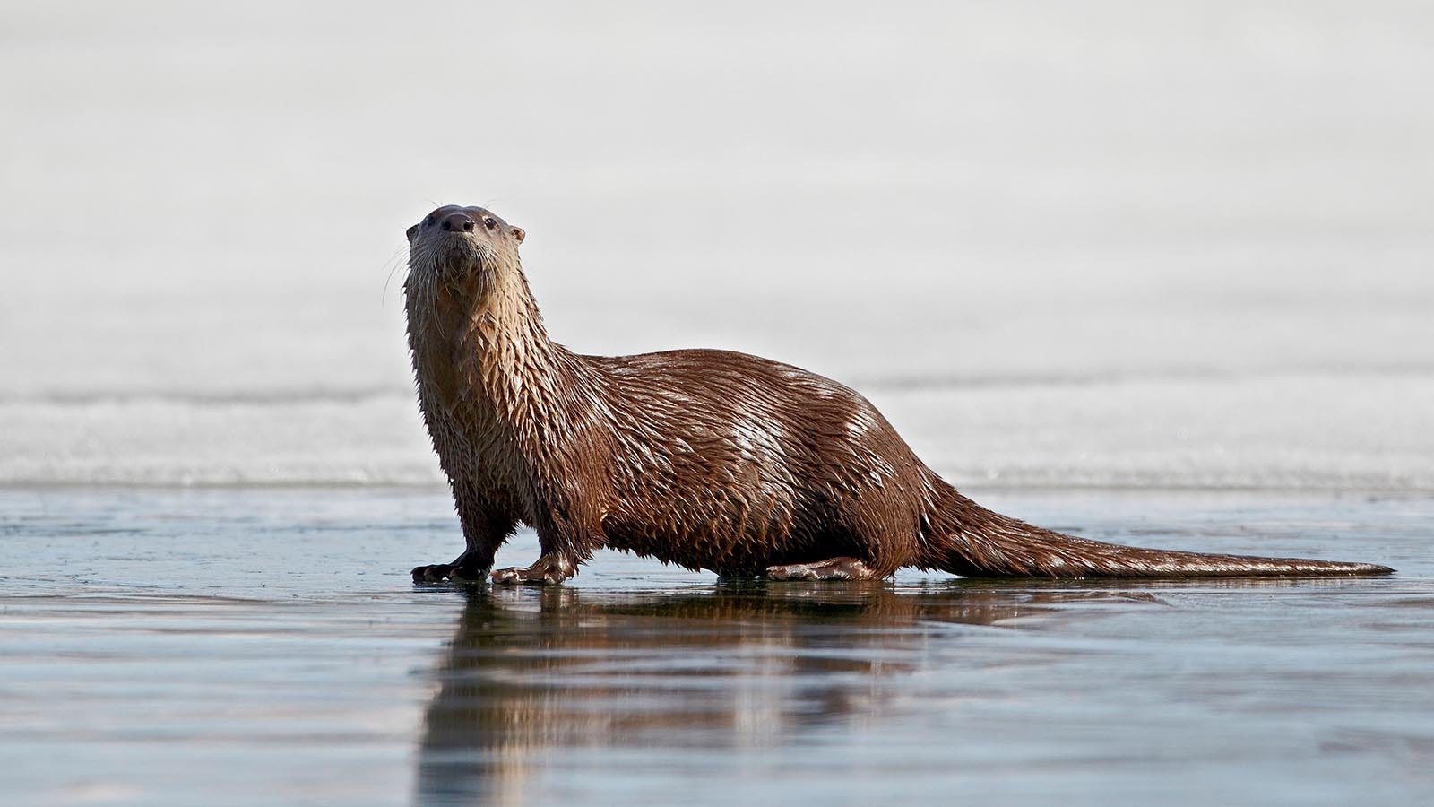 A river otter on a frozen lake in Yellowstone National Park.