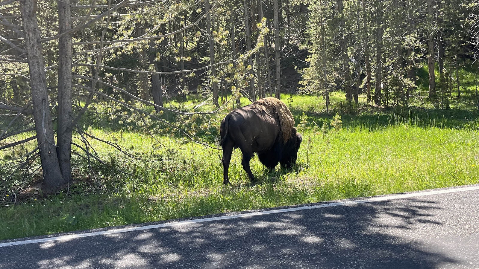 Bison frequented Canyon Village area Friday. One came within 30 feet of one of the lodges.