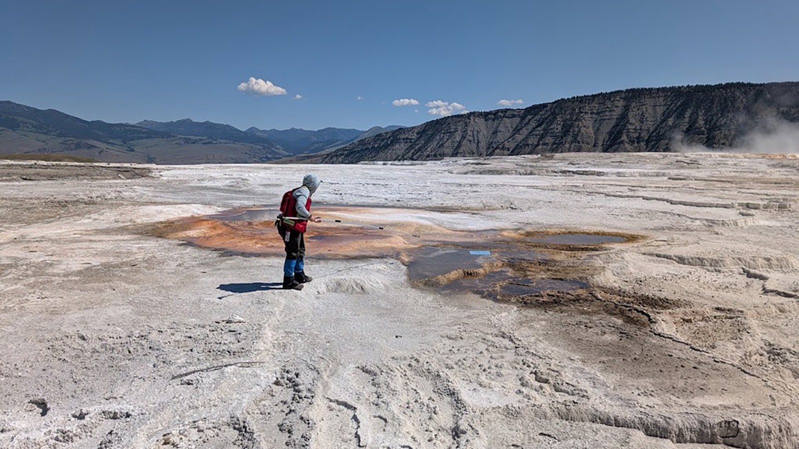 Yellowstone National Park Geology Program team member Mara Reed uses a long grabber pole to remove a park map, presumably blown from a visitor's hand or pack by the wind, from a feature in Upper Mammoth Terraces.