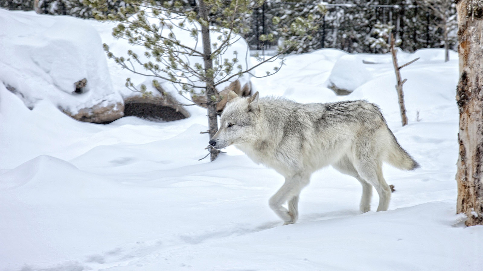 Yellowstone wolf 2 28 24