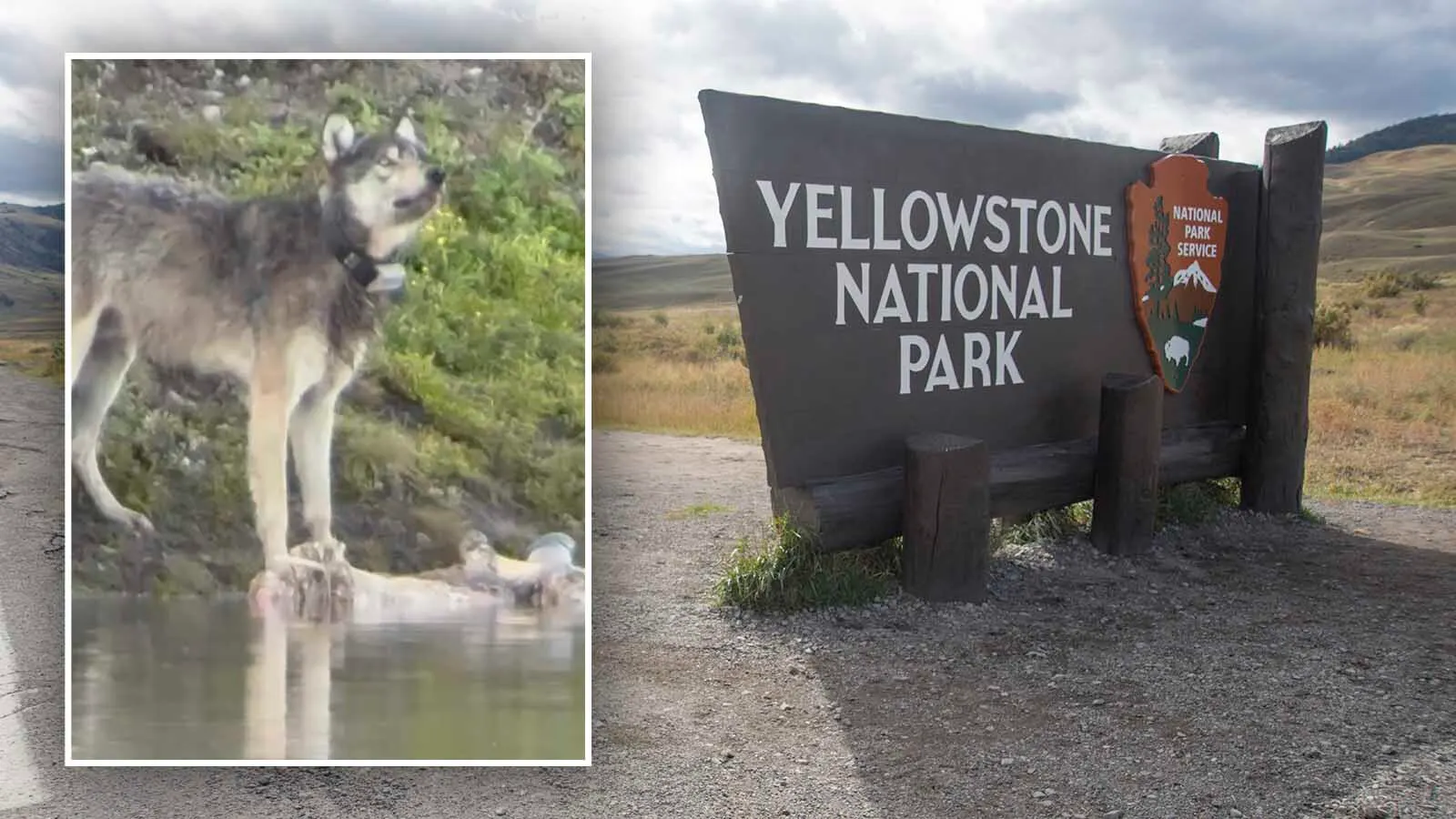 A wolf was trying to feed on a bison carcass in Yellowstone recently when it was harassed and scared off by a drone. “It was hovering right over the wolf and kept going in,” said a wildlife photographer, noting that it's said its the fourth incident of an illegal drone in the park in the past month.