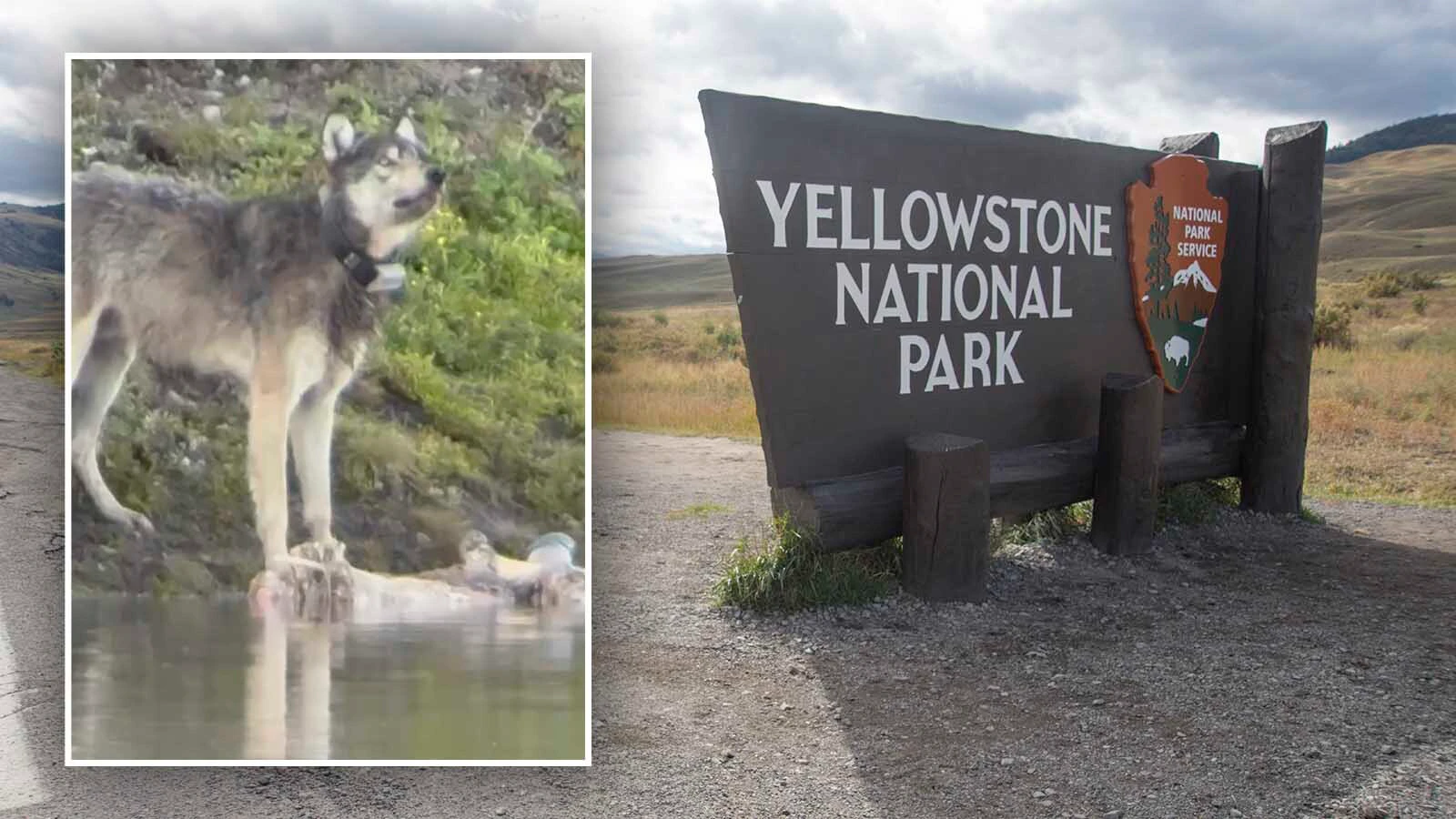 A wolf was trying to feed on a bison carcass in Yellowstone recently when it was harassed and scared off by a drone. “It was hovering right over the wolf and kept going in,” said a wildlife photographer, noting that it's said its the fourth incident of an illegal drone in the park in the past month.